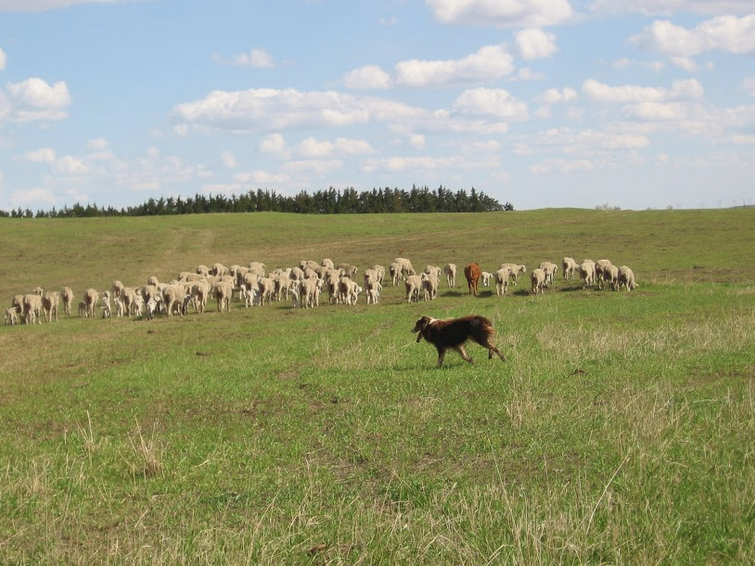 Nebraska Sheep & Goat Producers Association