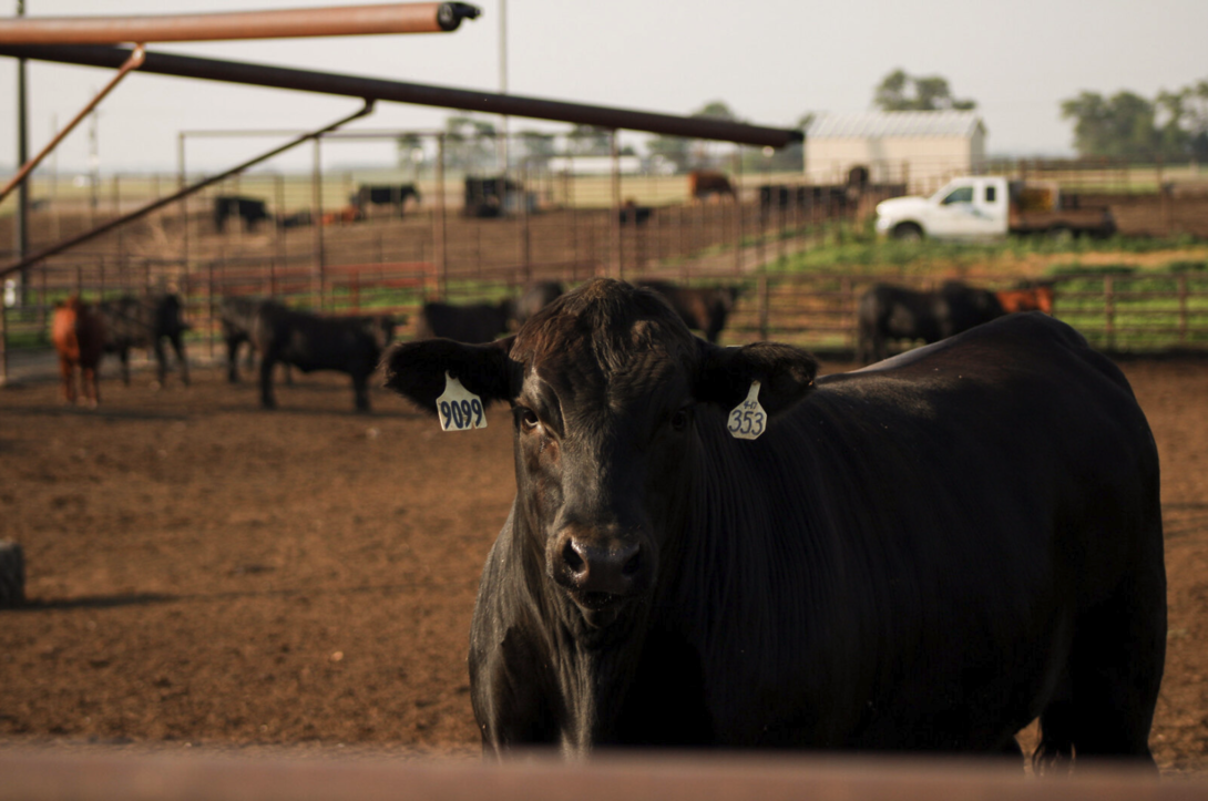 calf in feedlot