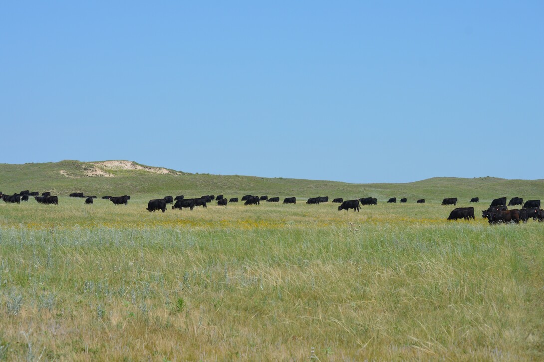 cattle grazing 