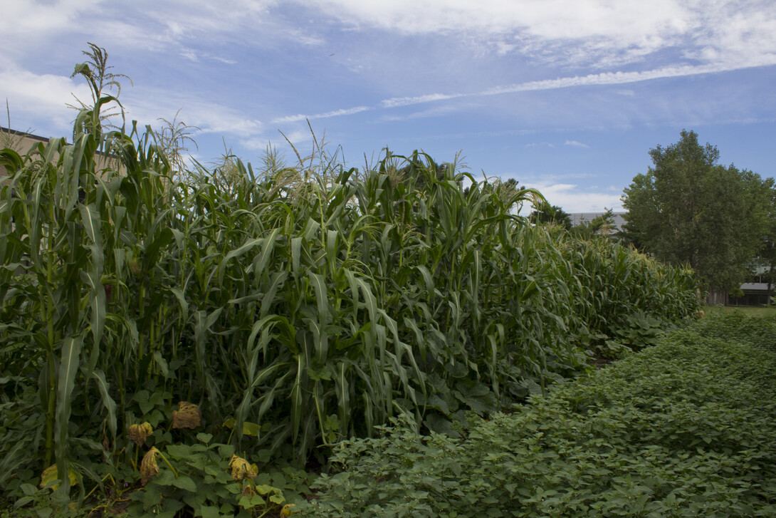 Student organic farm