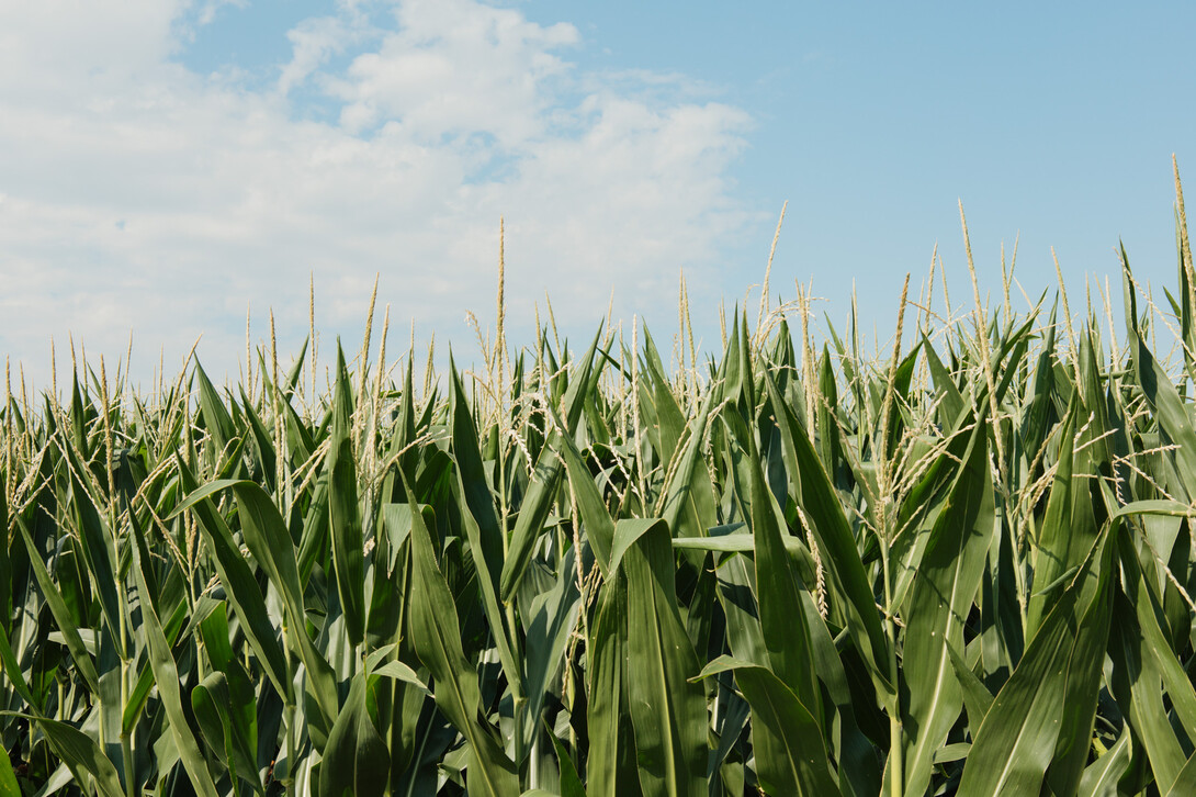 cornfield