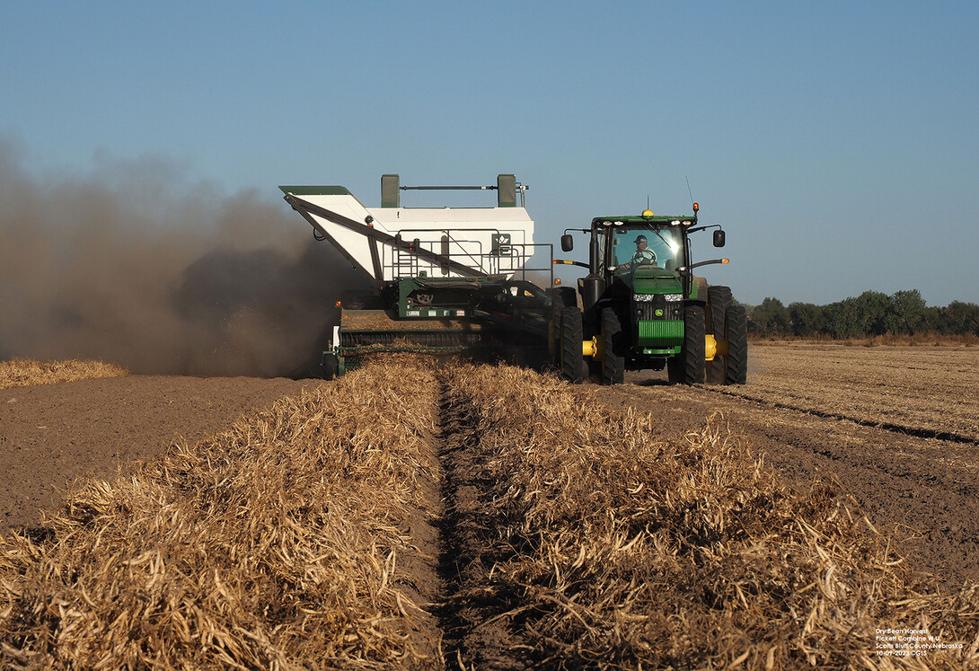 Dry bean harvest