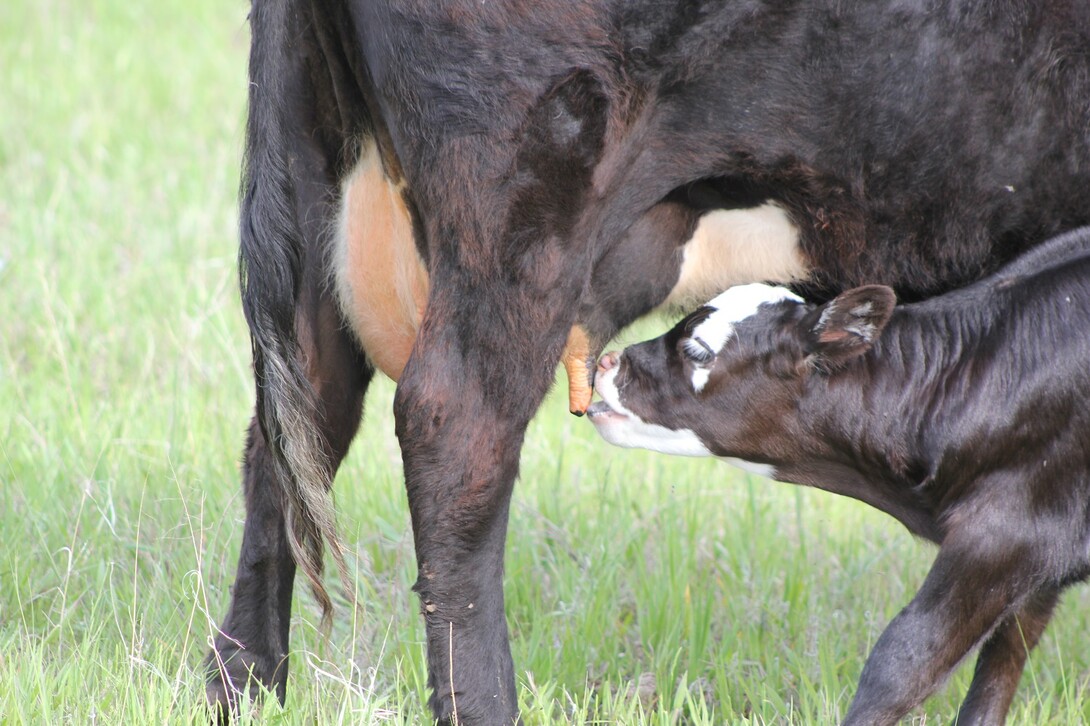 calf suckling