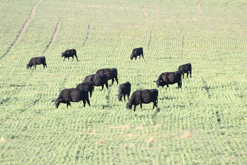 cattle grazing