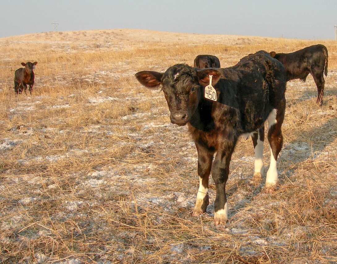 UNL Beef