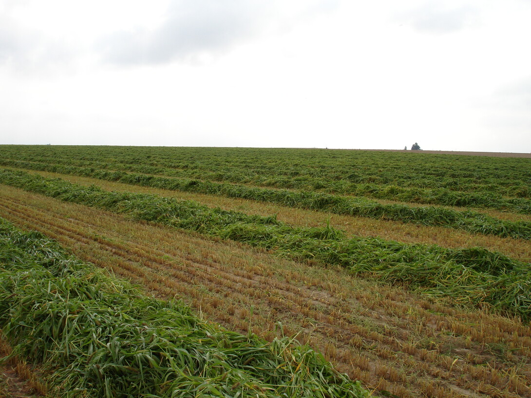 Windrow grazing