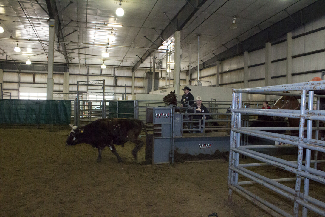 A calf at a rodeo.