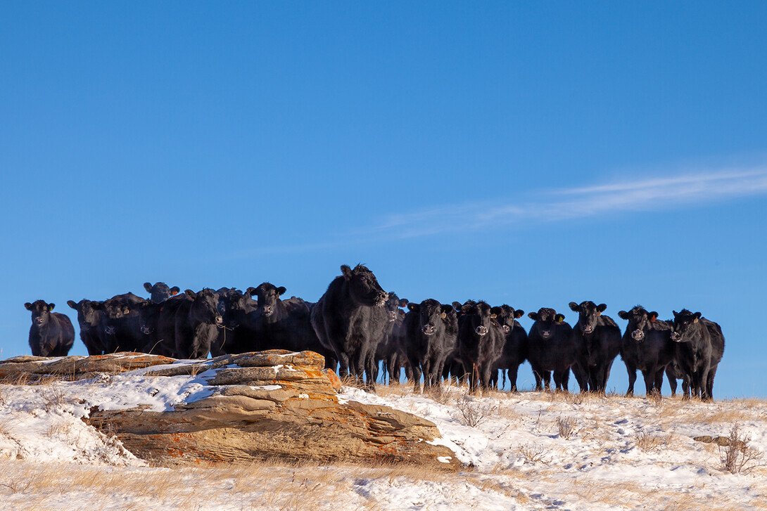 Range Beef Cow