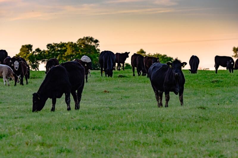 cattle grazing