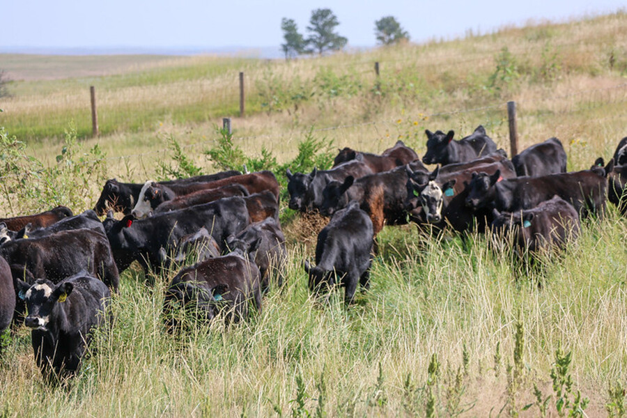 cattle in pasture