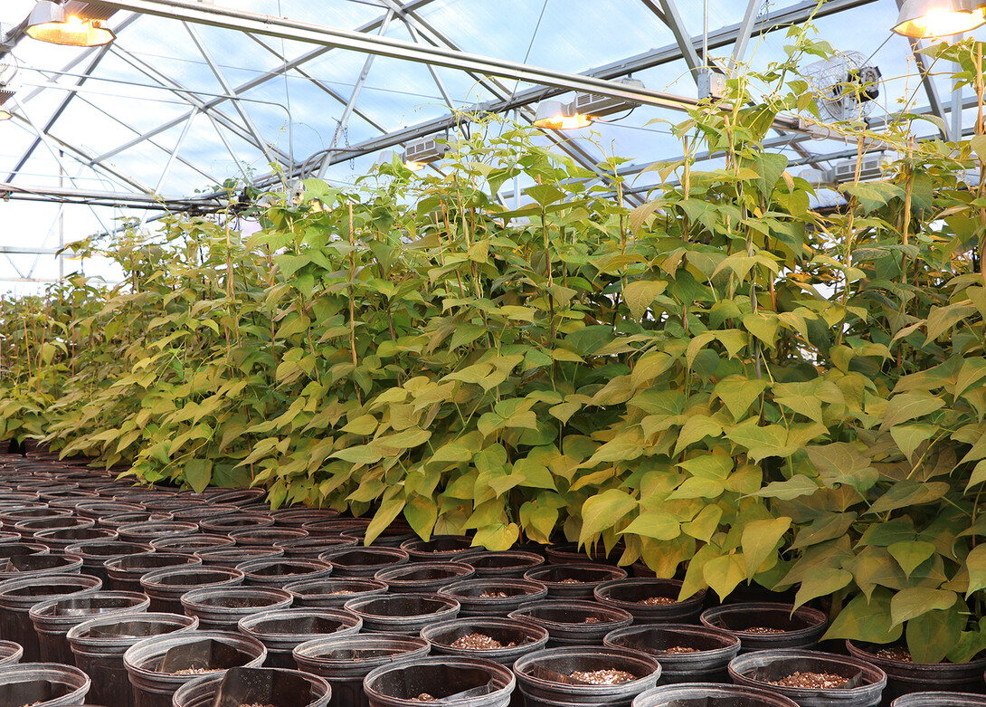 Bean plants