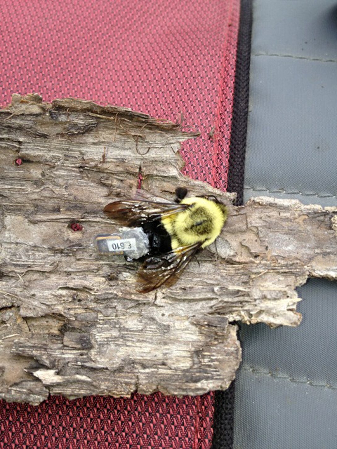 A bee on a piece of wood.