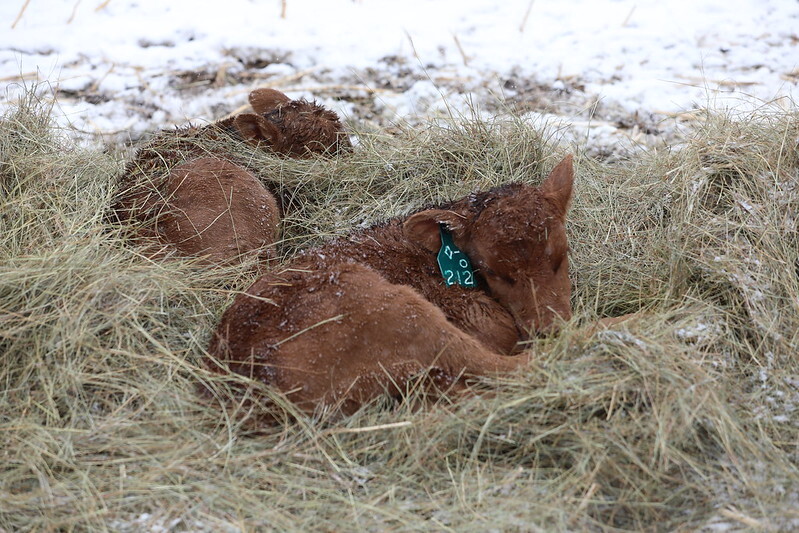 Red Angus calves