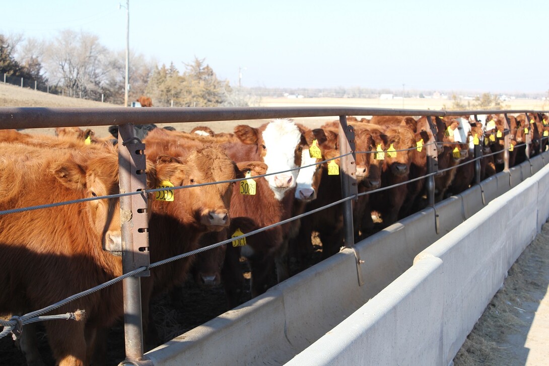 calves in feedbunk