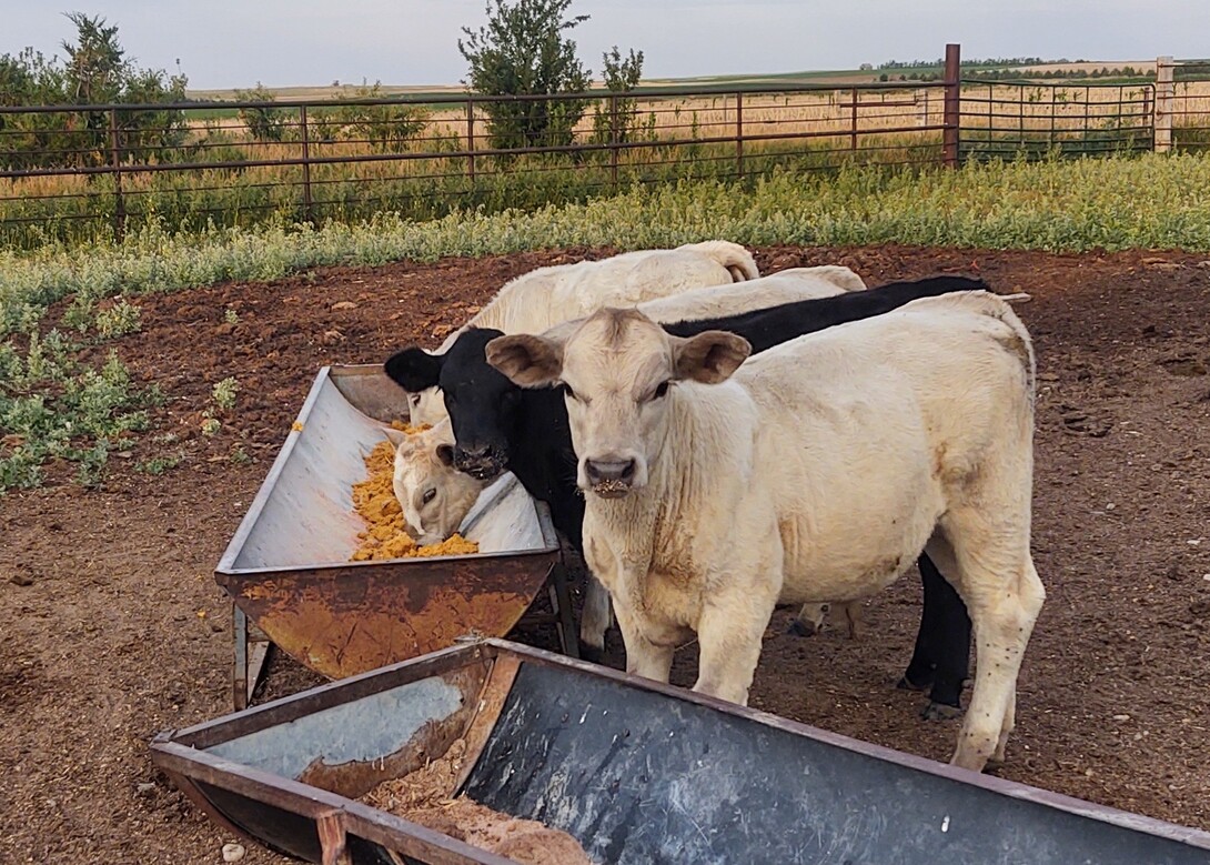 Early weaned calves.