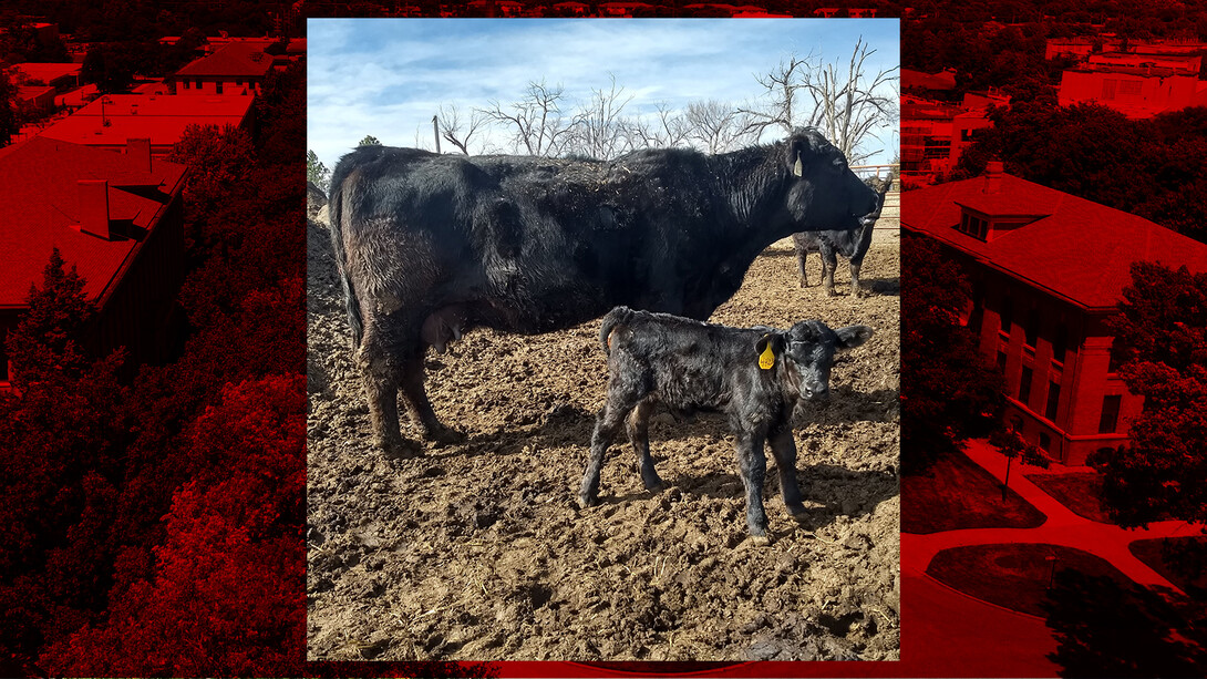 calving