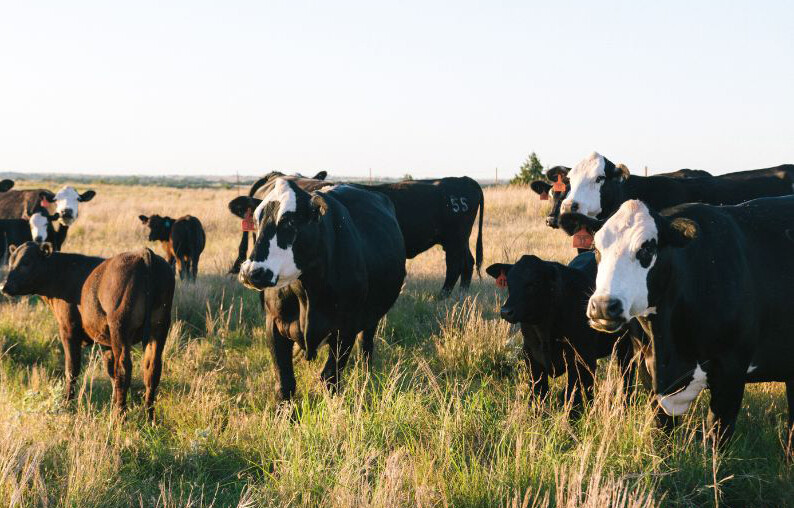 Cattle graze 