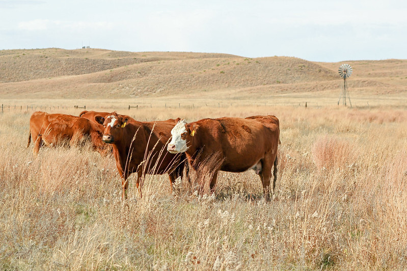 cattle grazing