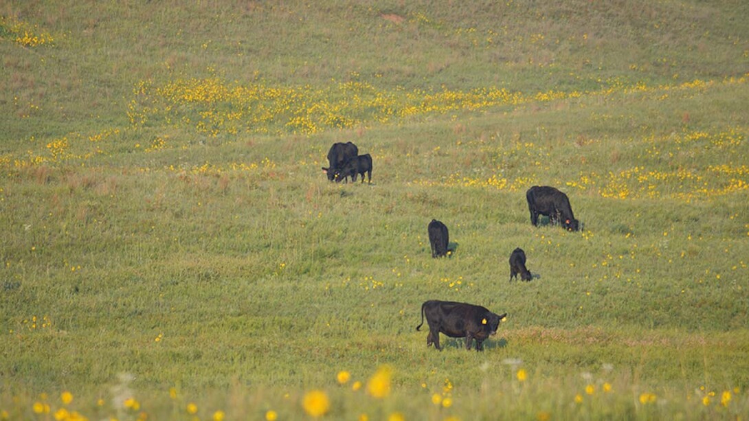 cattle in field