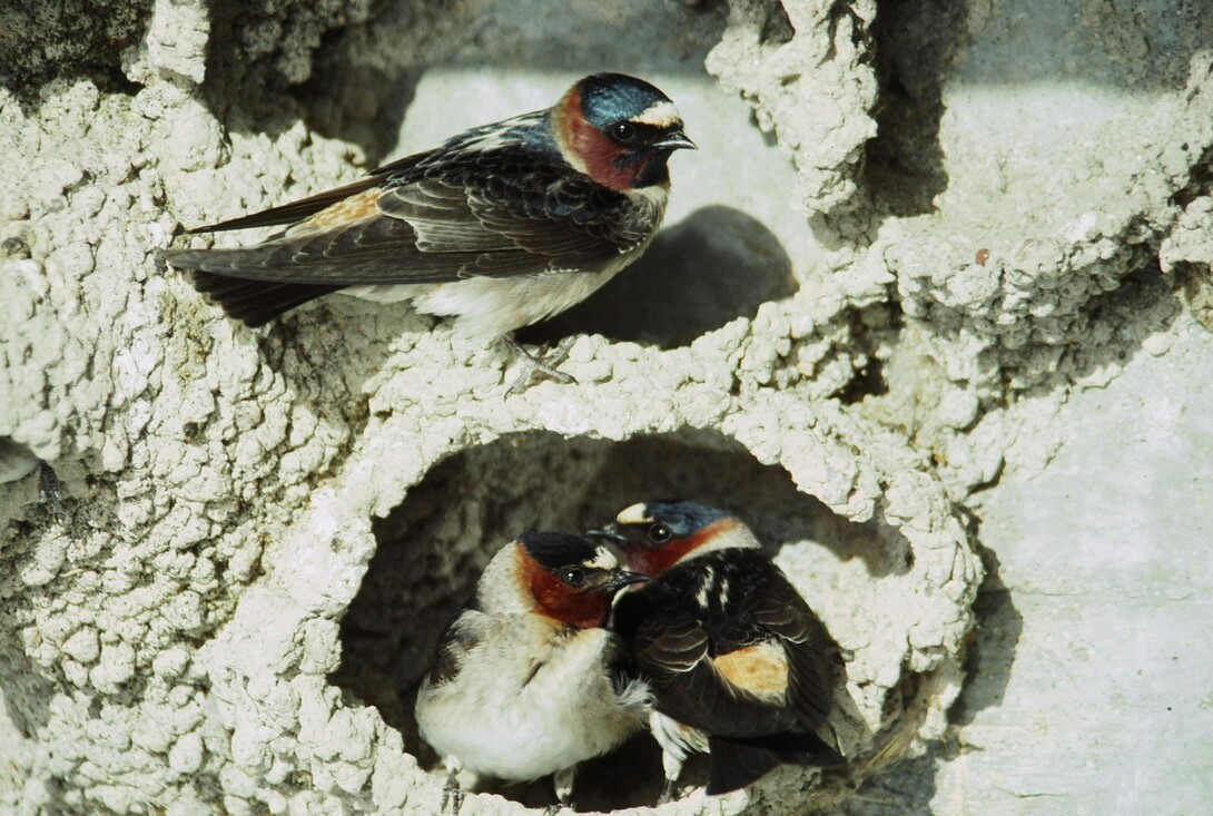 Cliff Swallows in a nest