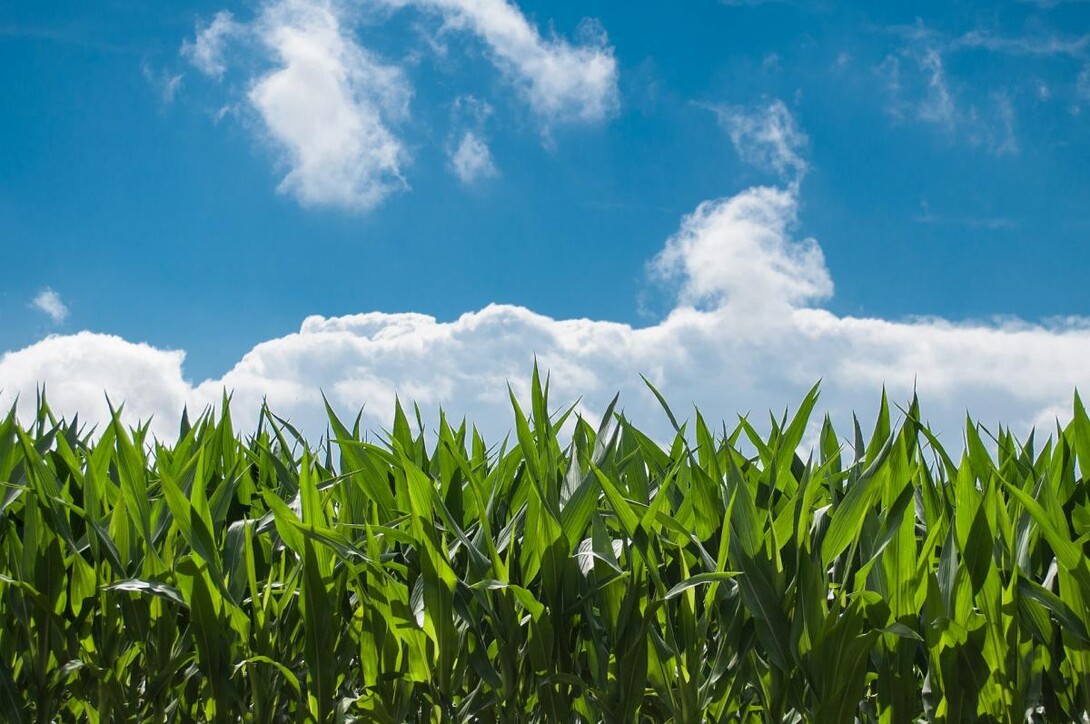 A corn field. Links to larger image.