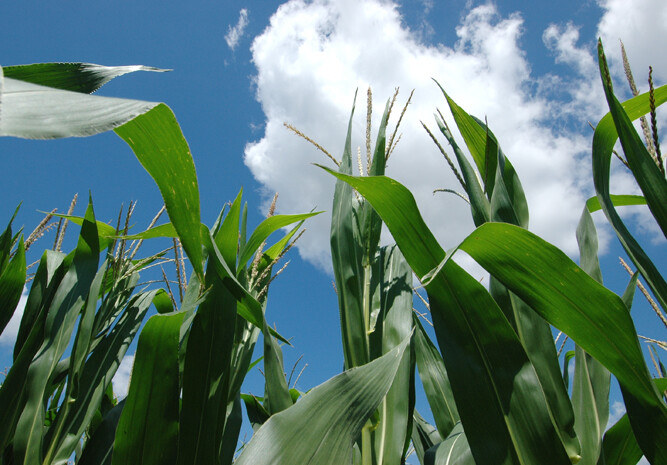 corn