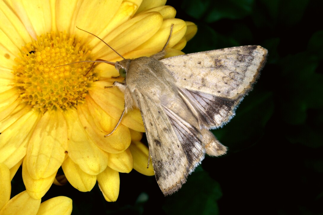 corn ear worm moth