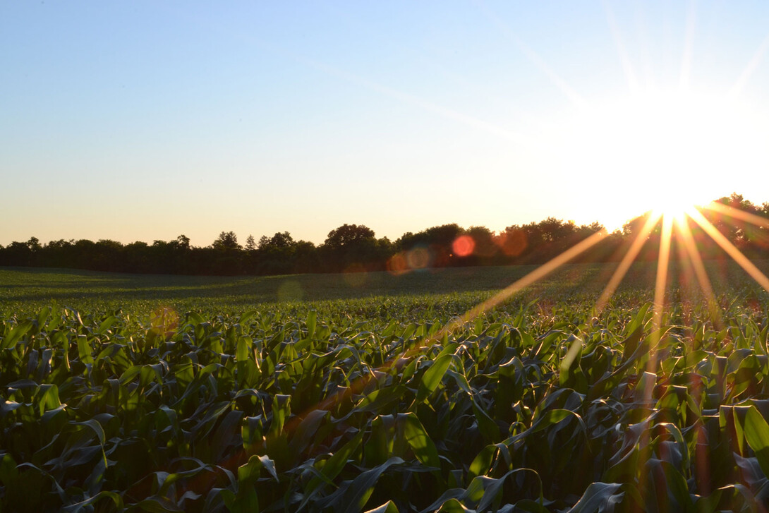 A cornfield at sunrise