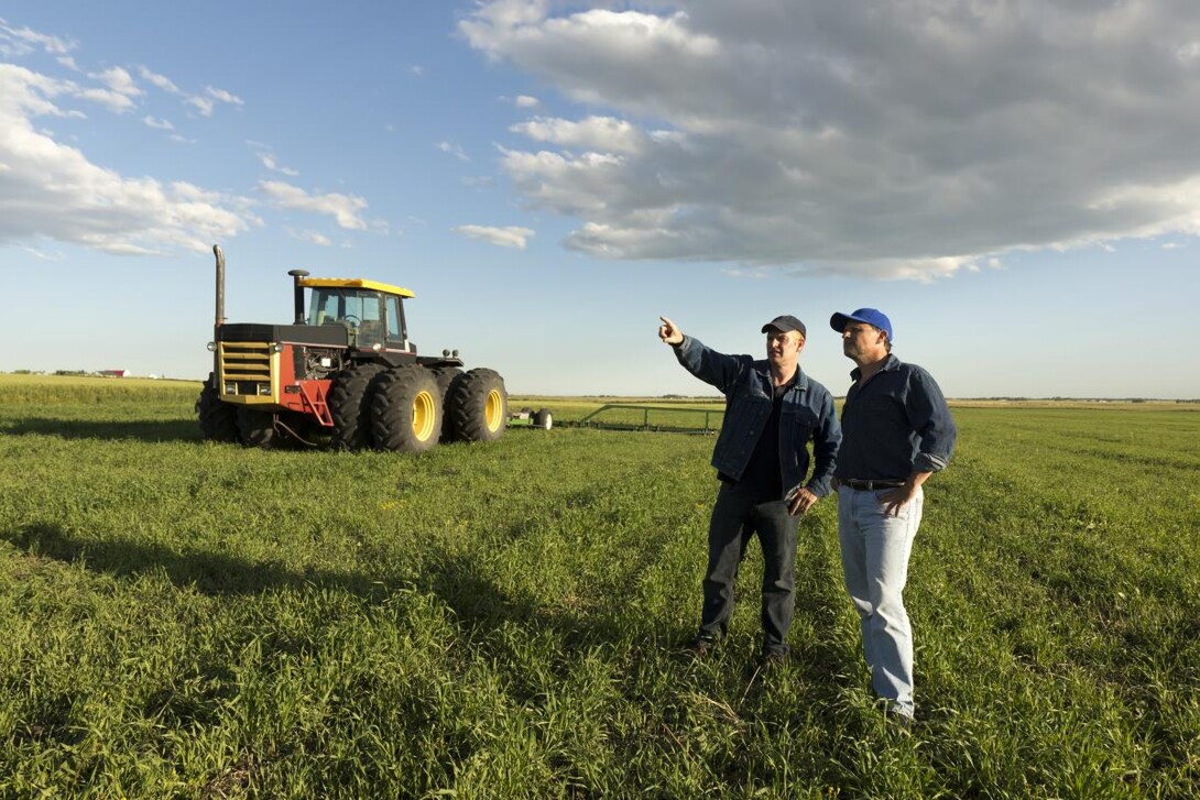 Farmers inspecting field