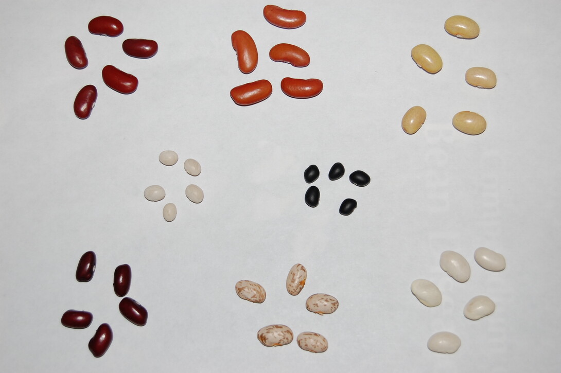 dry bean