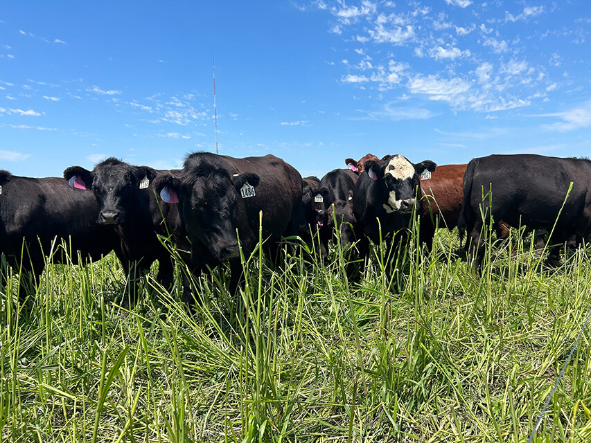 cattle grazing