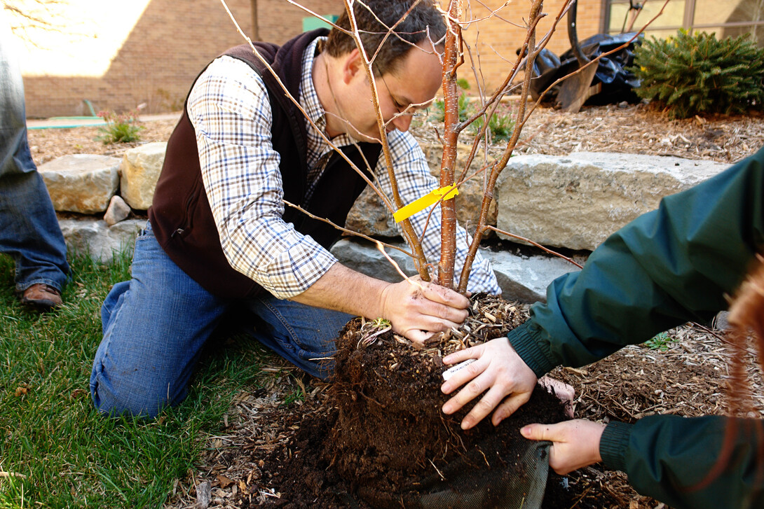 tree planting 