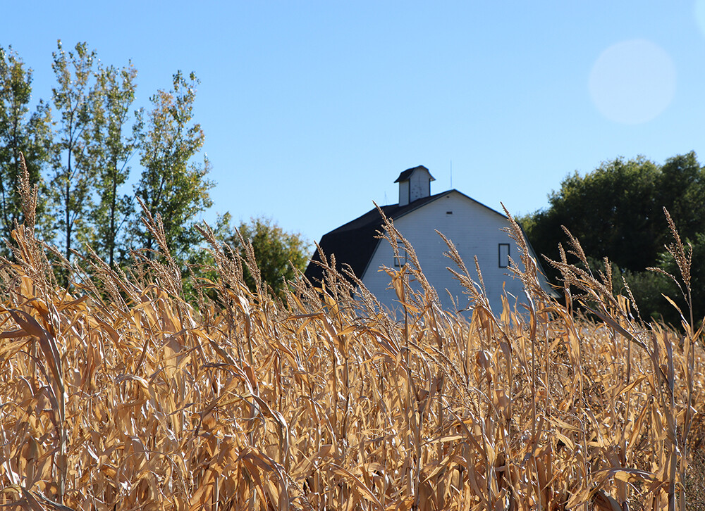 barn near cornfield