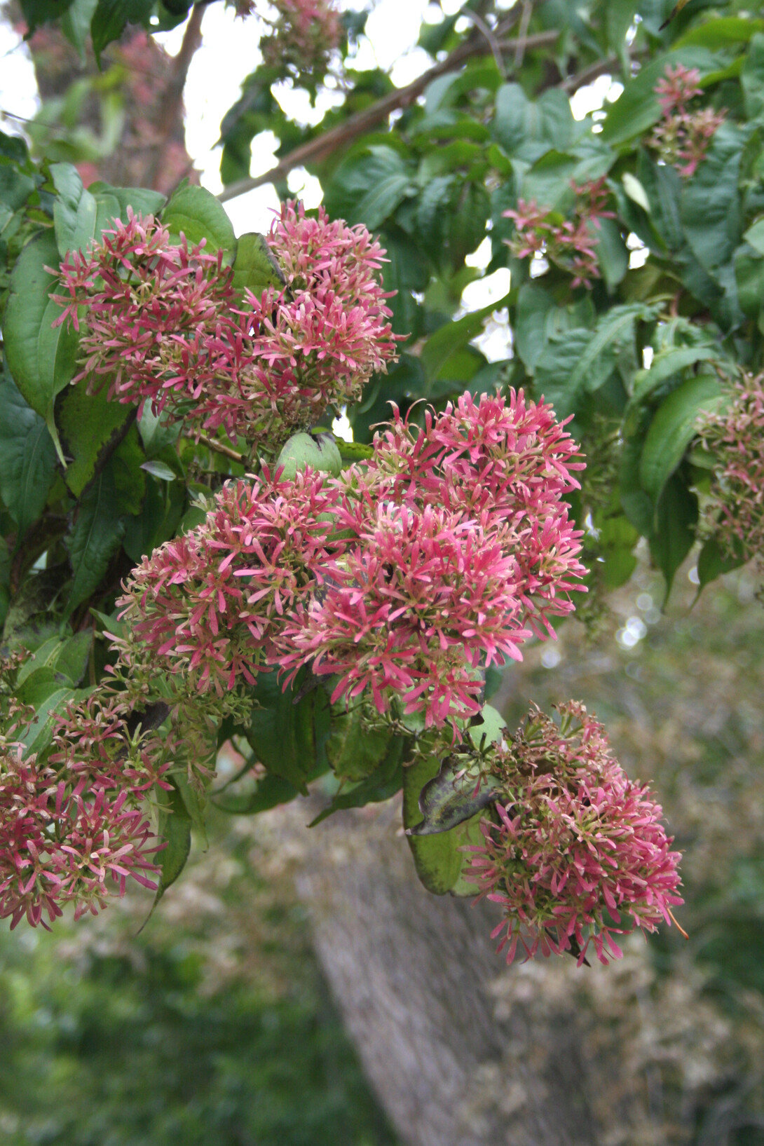 pink flowers