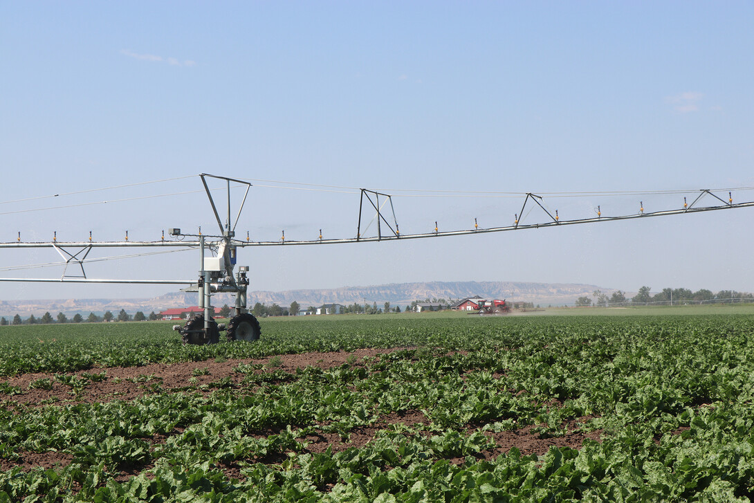 Beet Farm