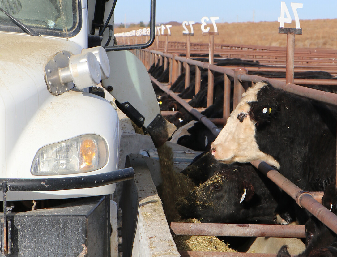 cattle feeding