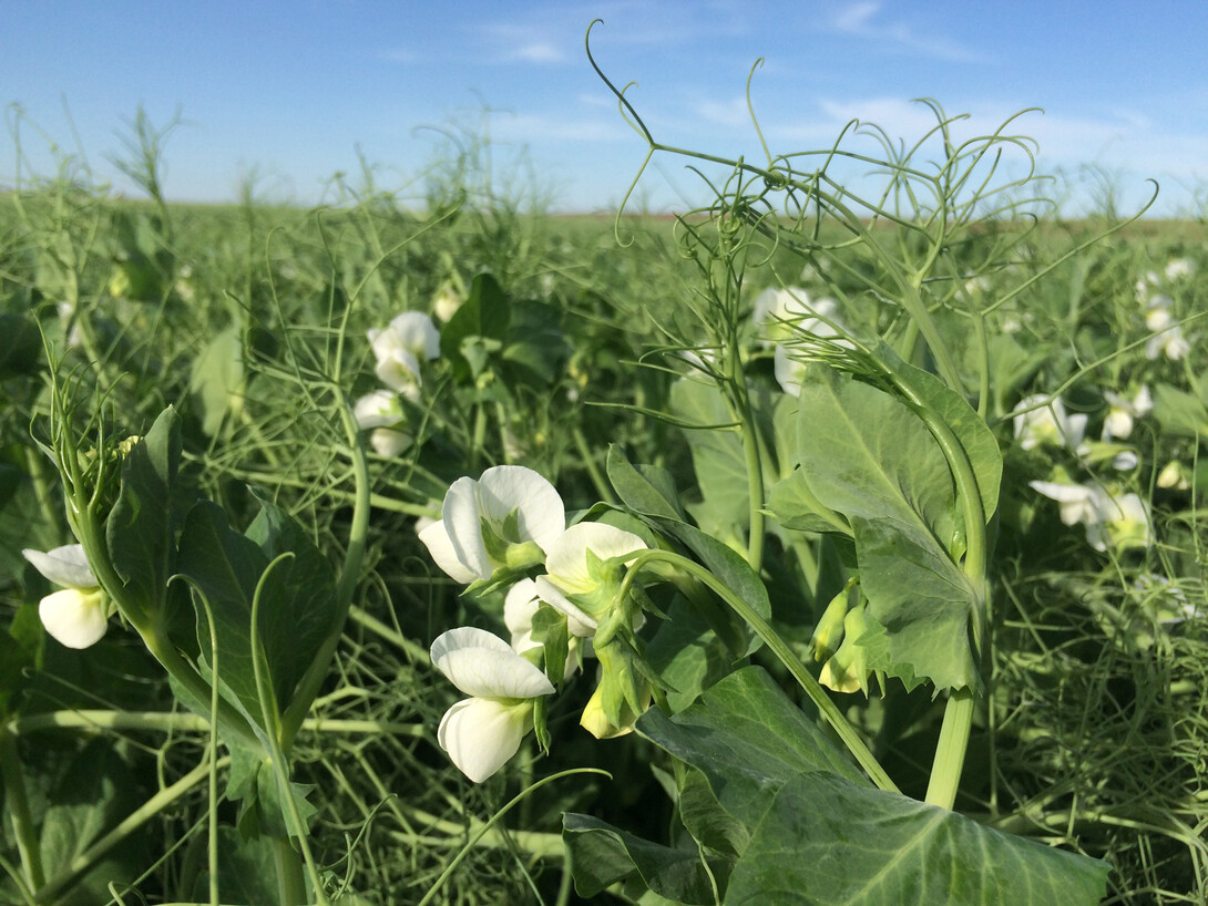 Field peas