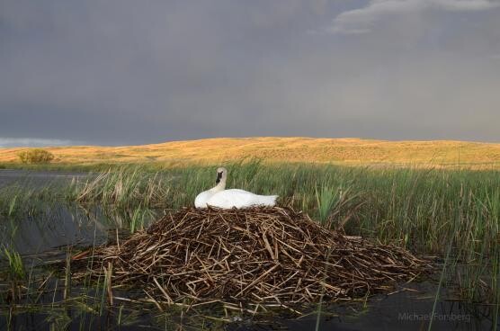 Platte Basin Timelapse swan