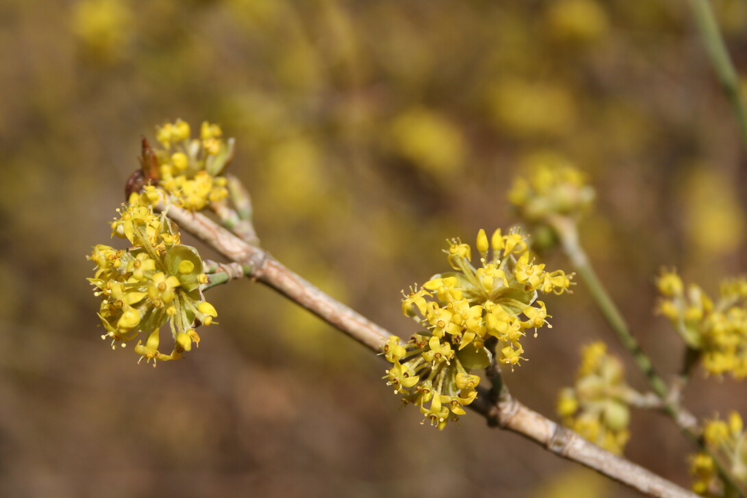 Yellow flowers