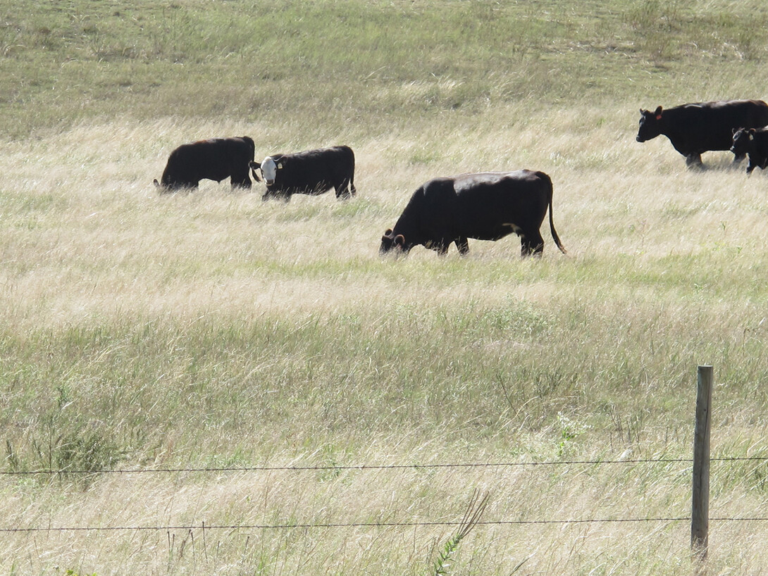 cattle grazing