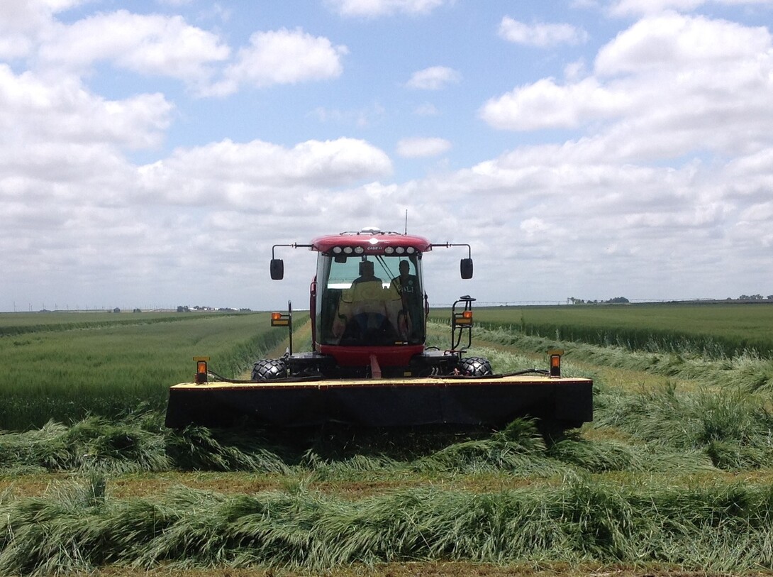 wheatlage harvest