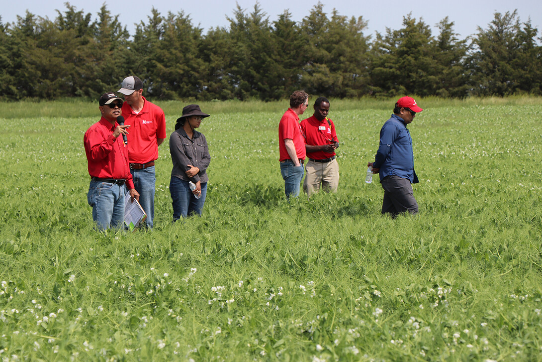 field peas