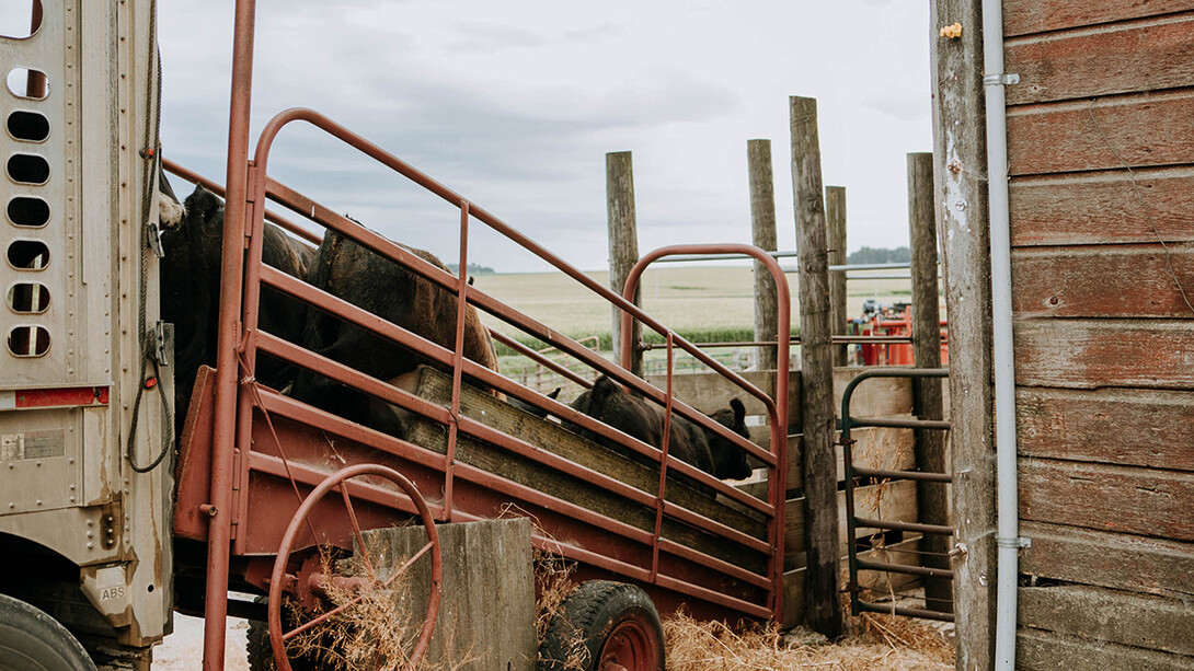 loading cattle