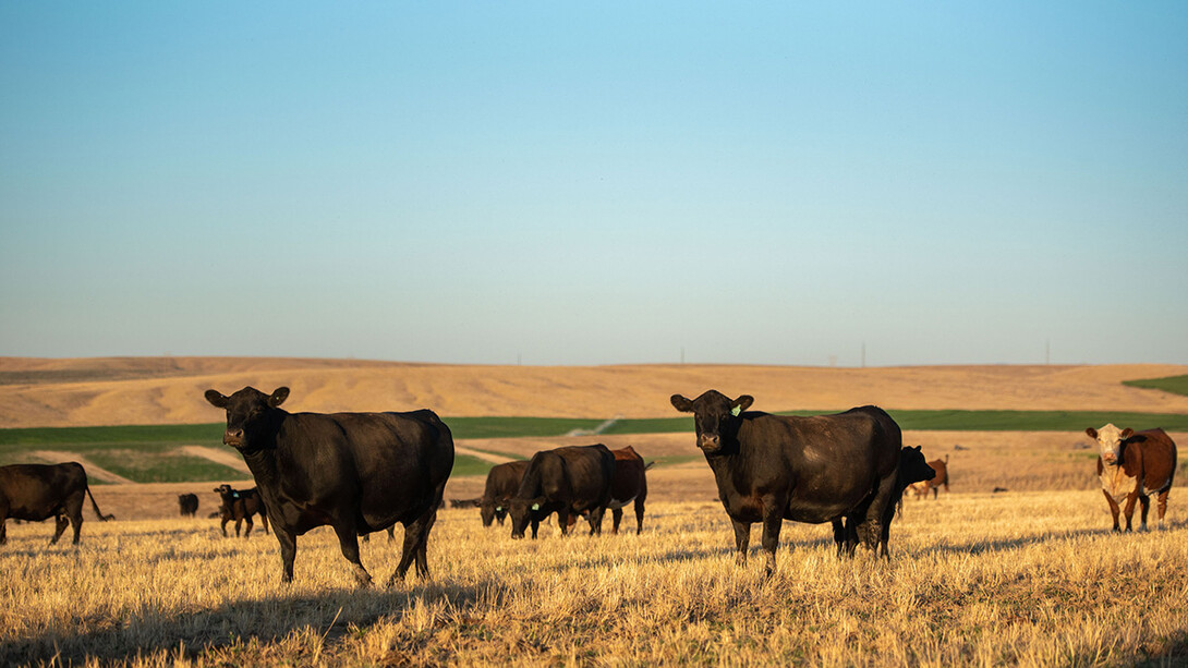 cattle grazing