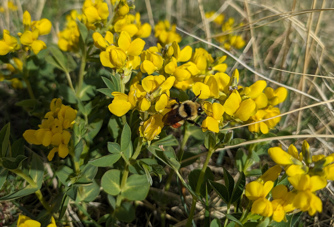 yellow wildflowers 