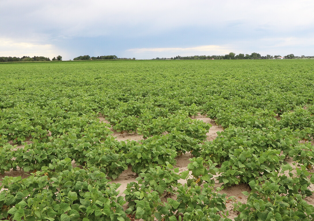 bean field 