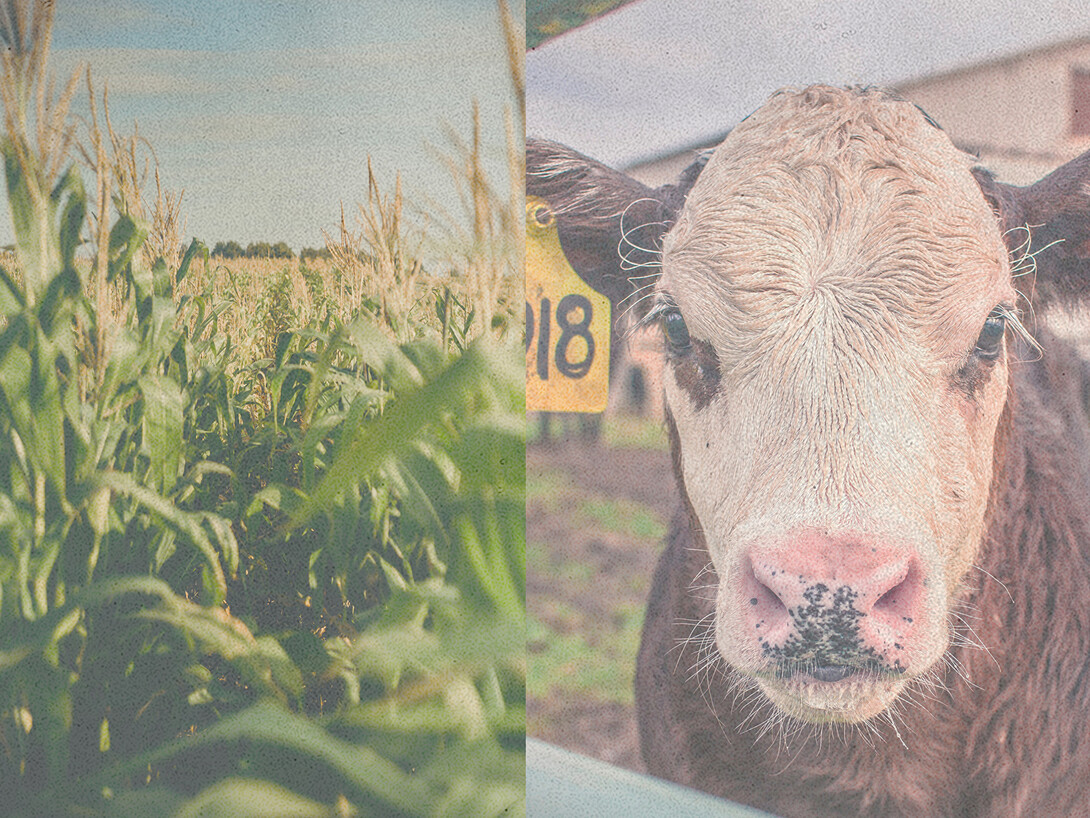 a field and a cow