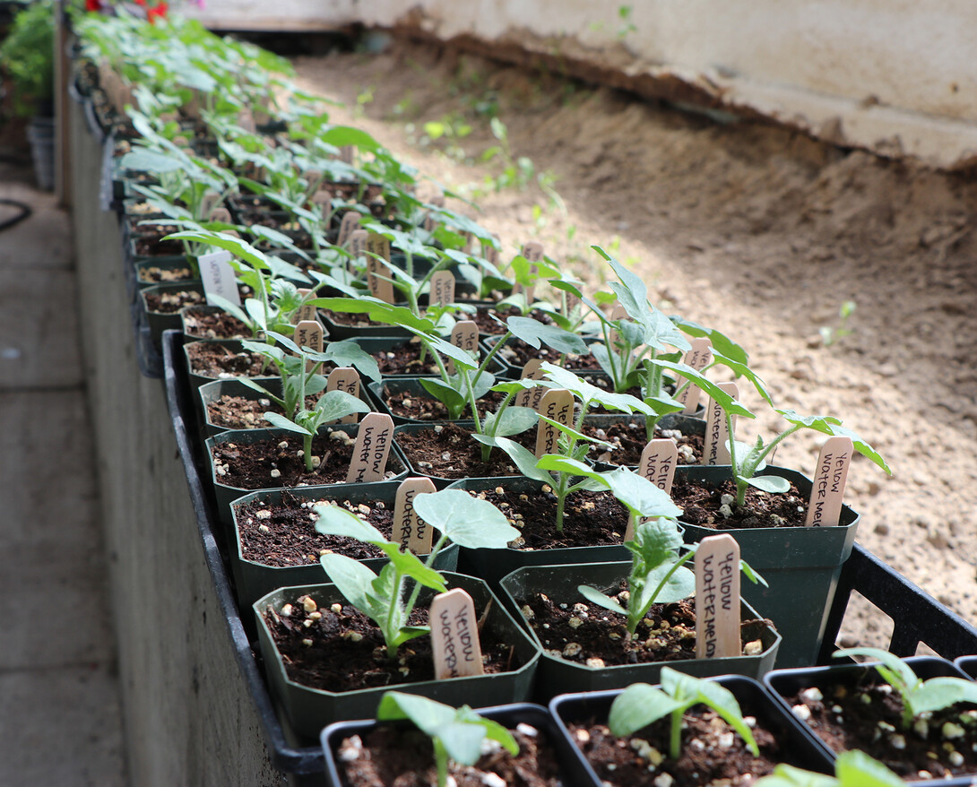 growing produce 