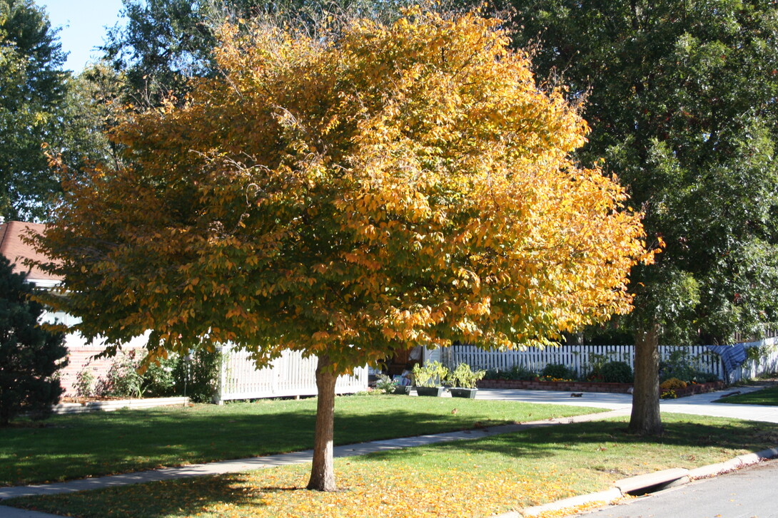 a tree with yellowing leaves