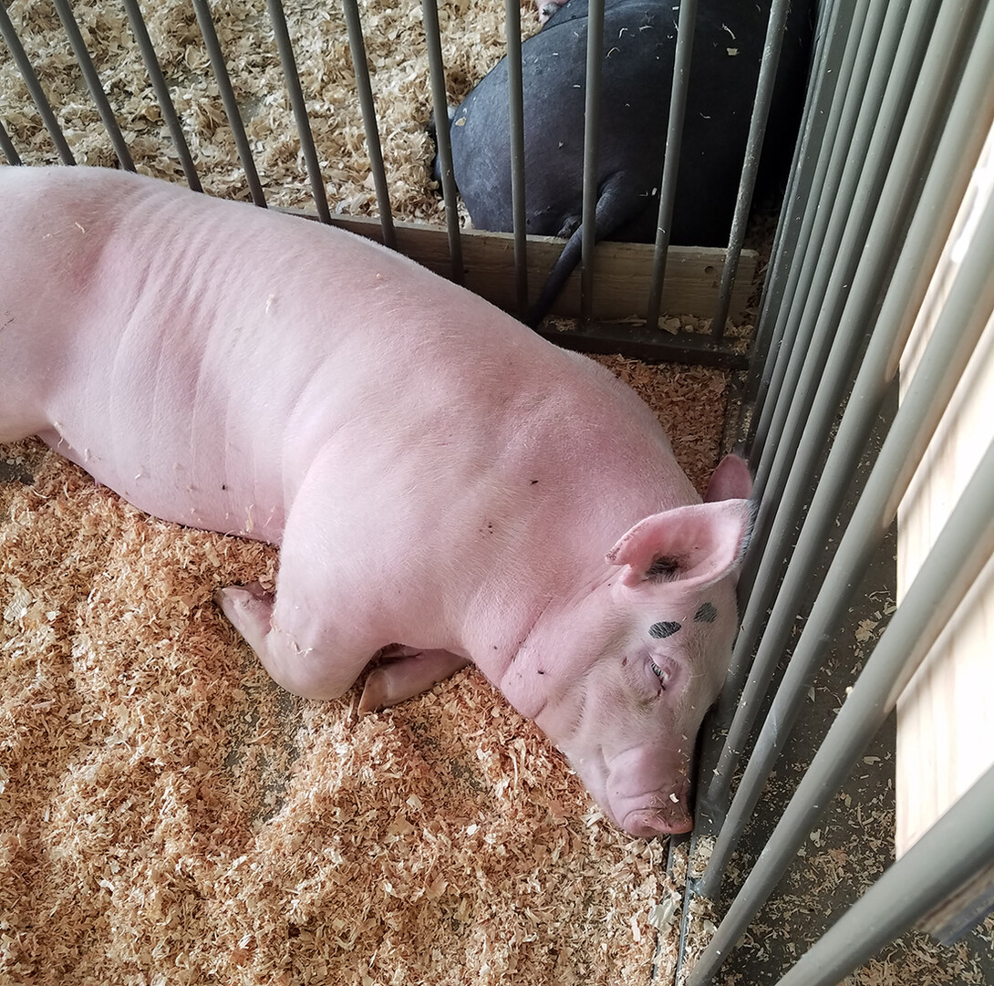 pig at fair